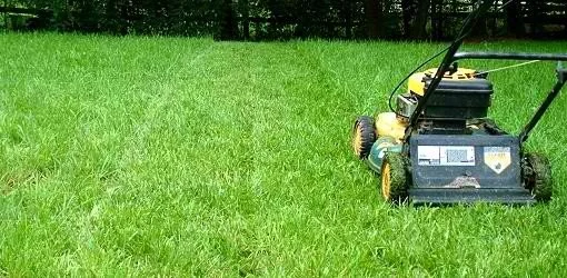 The Impact of Mowing on your Lawn