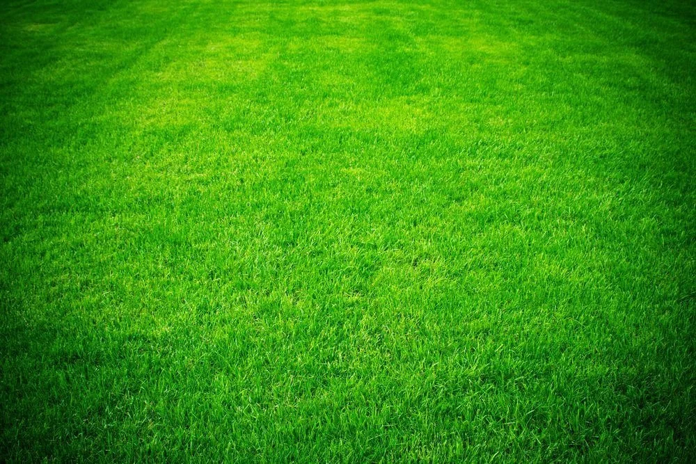 Keep a Low Maintenance Lawn with Empire Zoysia Grass