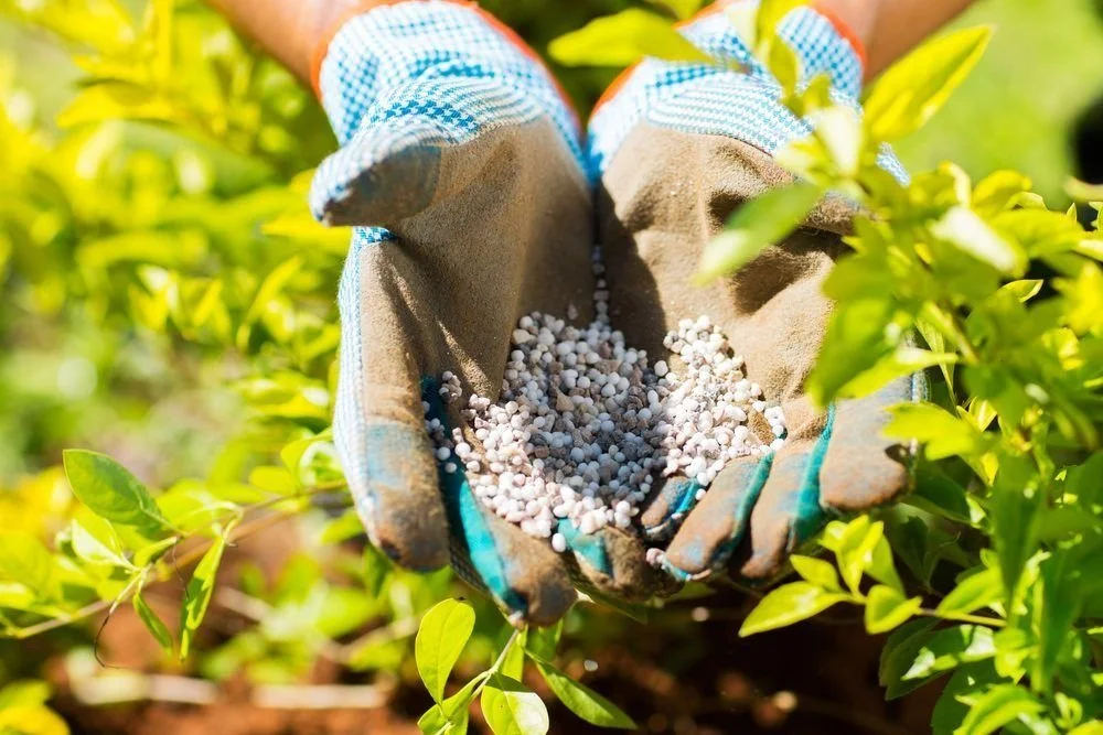 Feed Your Lawn Right with Our Lawn Starter Fertiliser Range