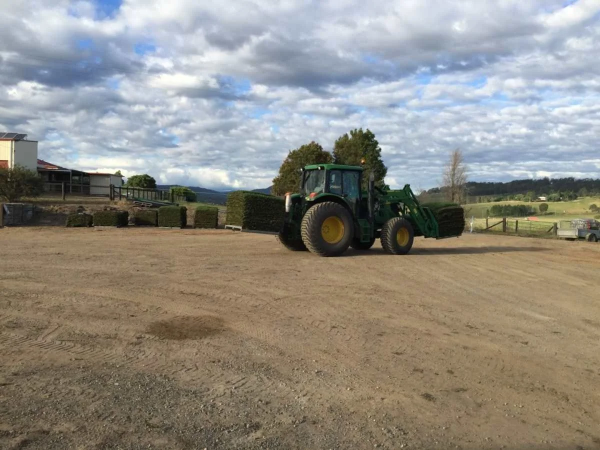 Sir Walter Buffalo Grass - Cutting Edge Grass Fresh From The Farm