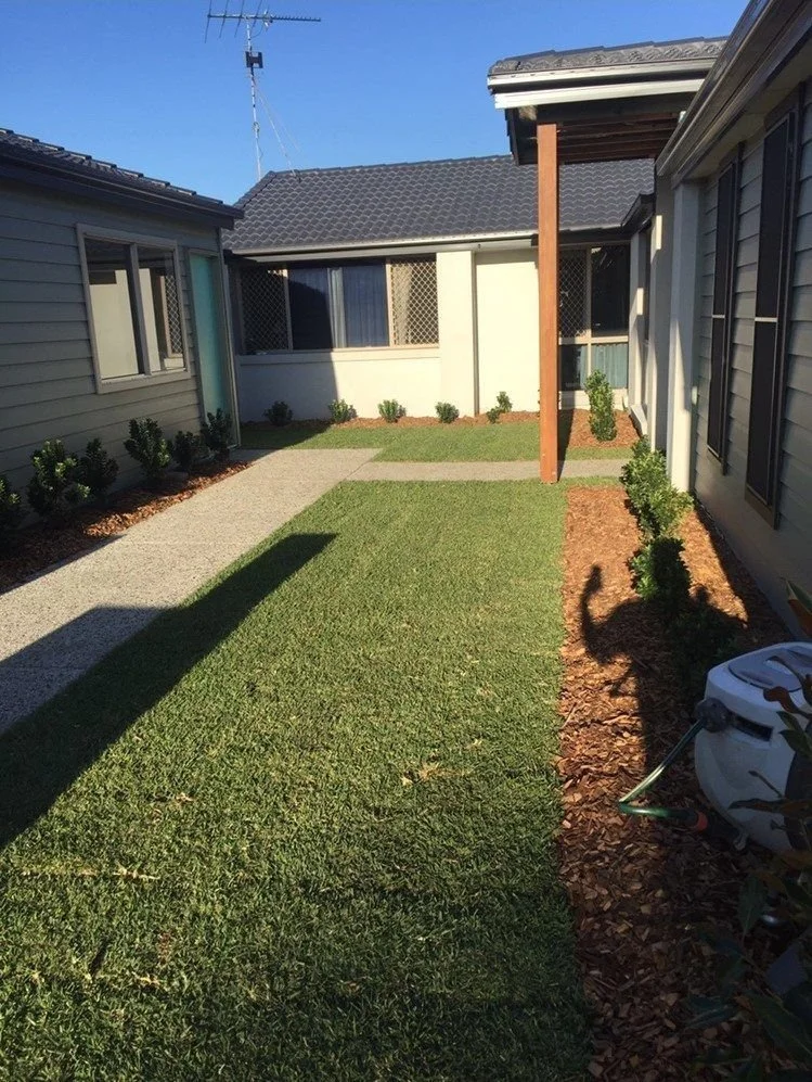 Before and After Using Sir Walter Buffalo Grass