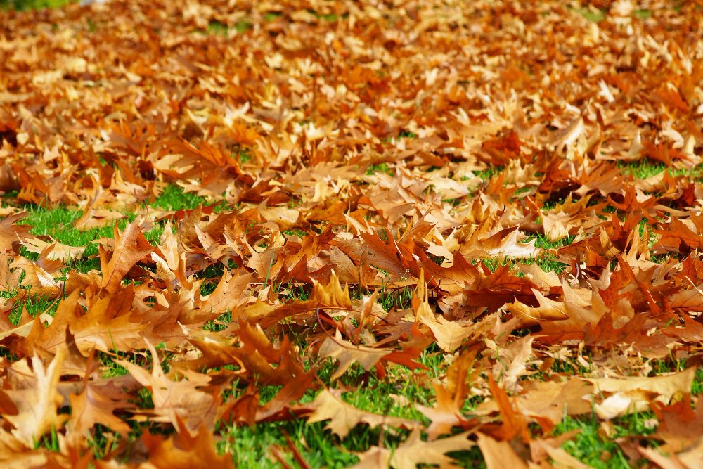 How Can You Best Care for Your Lawn This Autumn in 2026?