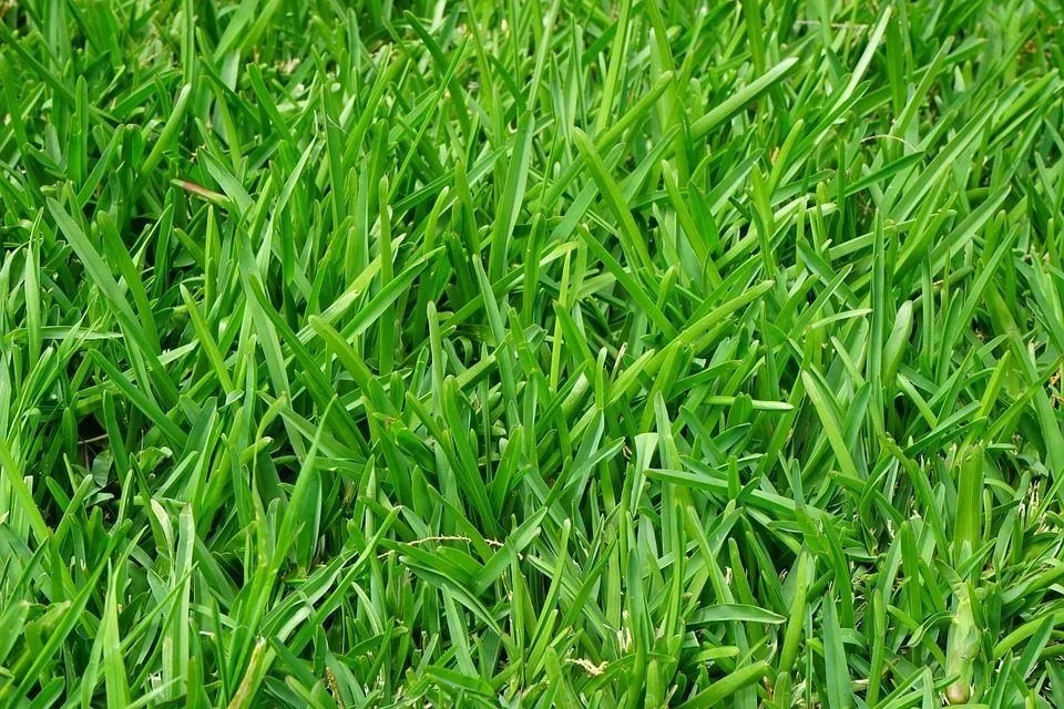 Sir Walter Buffalo Grass in Brisbane