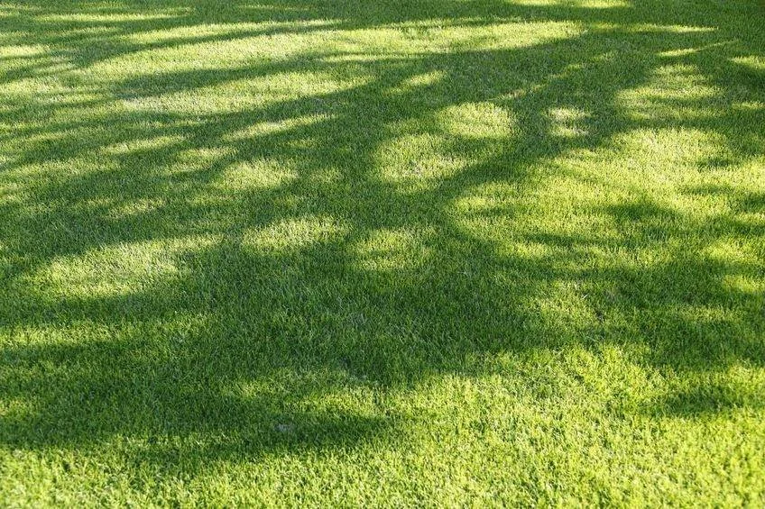 Why is a shade tolerant lawn important?