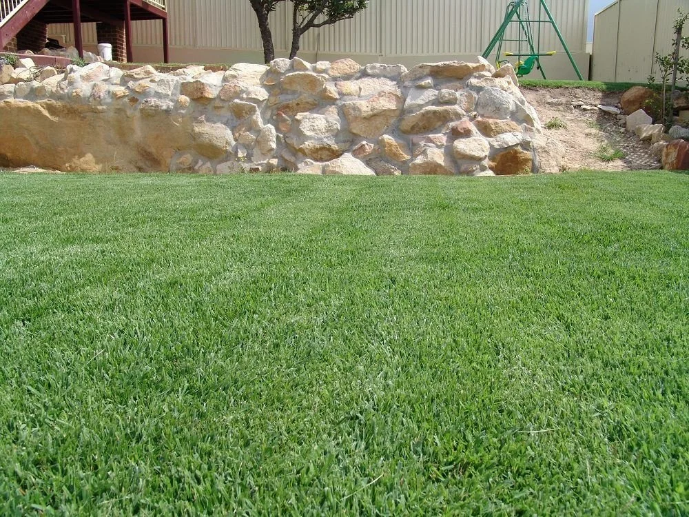 Zoysia Grass - If You Want The Best