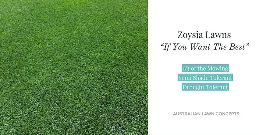 Zoysia Lawns - If You Want The Best