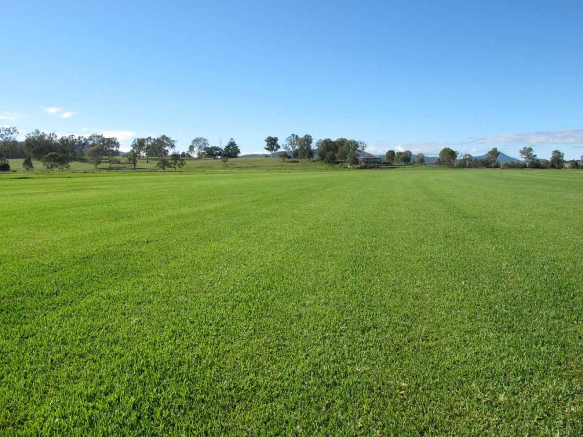 Sir Walter Buffalo Grass