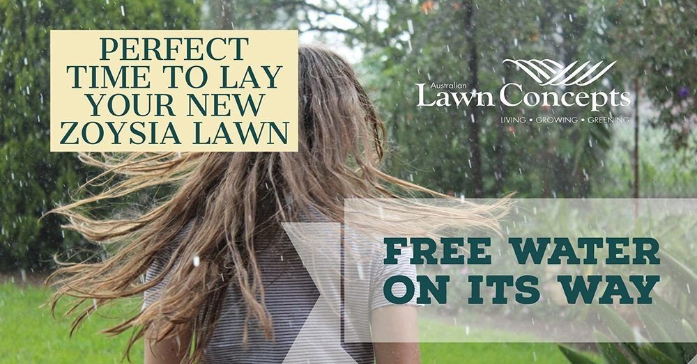 Now is a great time to order your new Zoysia lawn. Some rain is coming!