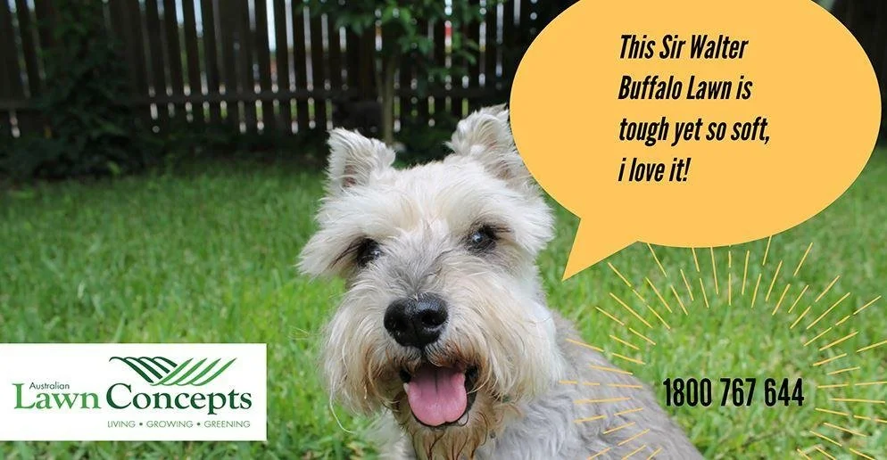 Sir Walter Buffalo Lawn is tough yet so soft!