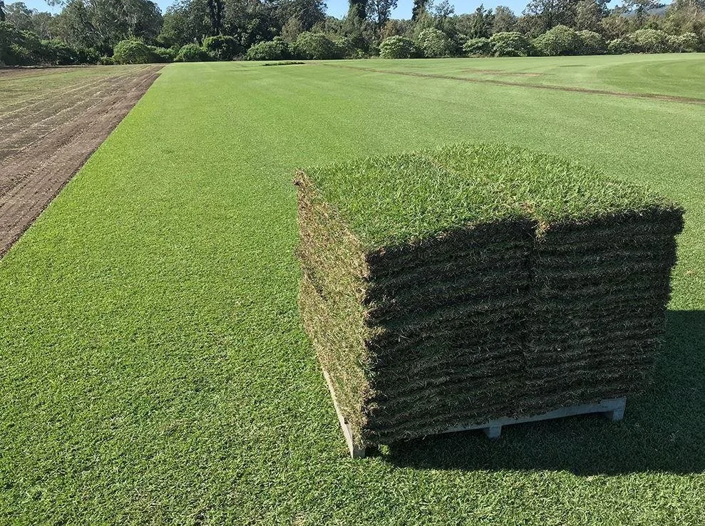 Zoysia Lawns by Australian Lawn Concepts