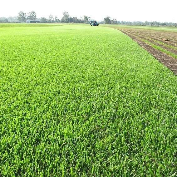 Sir Walter Buffalo Grass looking so good
