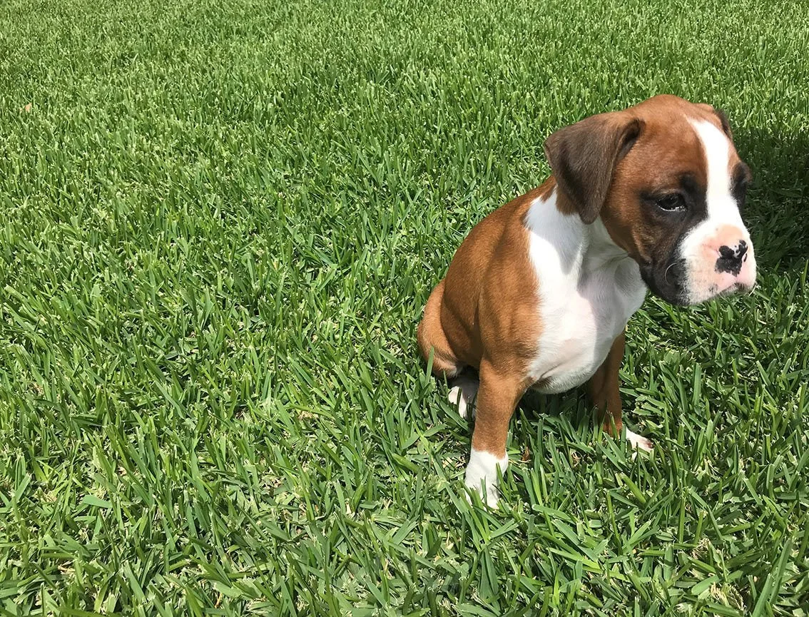 Sir Walter is Soft, Strong and Beautiful