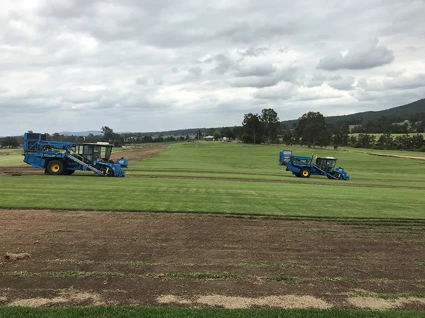 Firefly 155's on Sir Walter Buffalo Turf harvesting this morning
