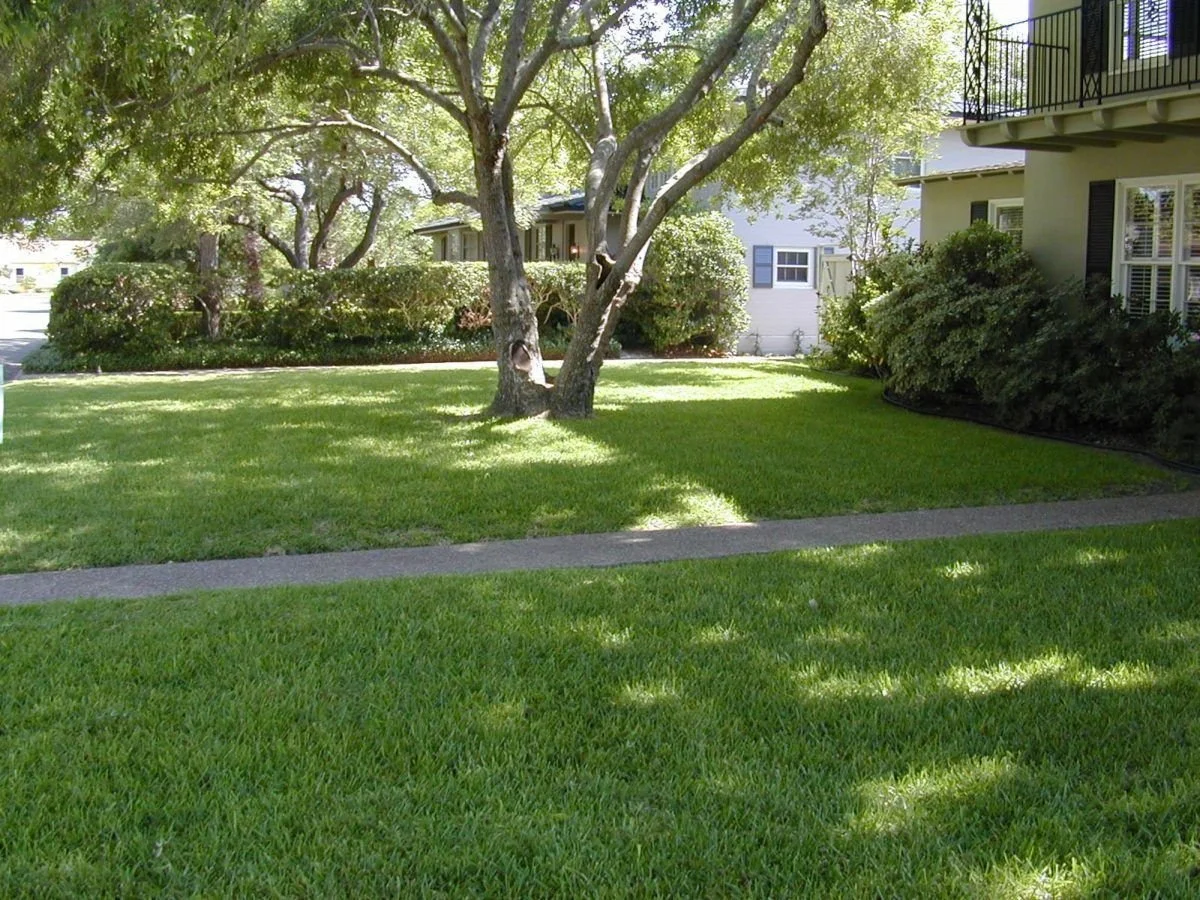 Up to 70% Shade Tolerance with Palmetto, Prestige, Sapphire and Sir Walter