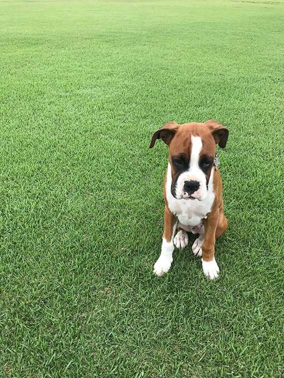 Paws what you're doing! Hi, i'm Rusty and i thought i'd show you how lush the Zoysia is looking. Woof woof!