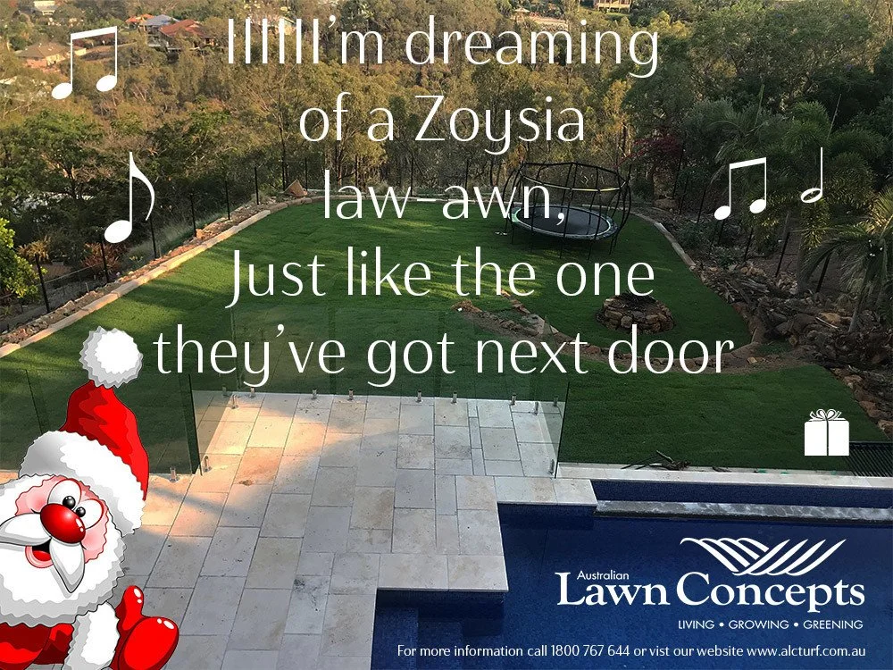 Be Quick if you want to get your Zoysia lawn for Christmas