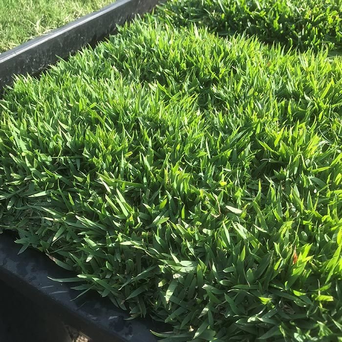 Jari Blu Native Zoysia Turf Grass in a Garden Easi Planter Box Looking Juicy!