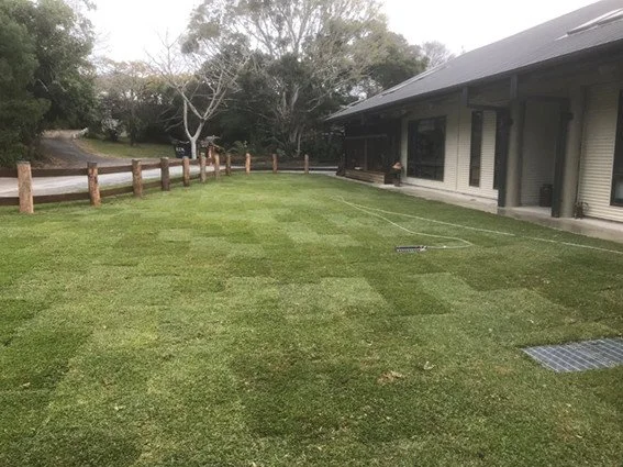Sir Walter Buffalo Grass just laid