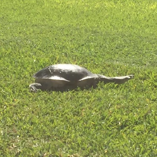 Tim the Turtle is soaking up the last of the sun on the Sir Walter Turf lawn