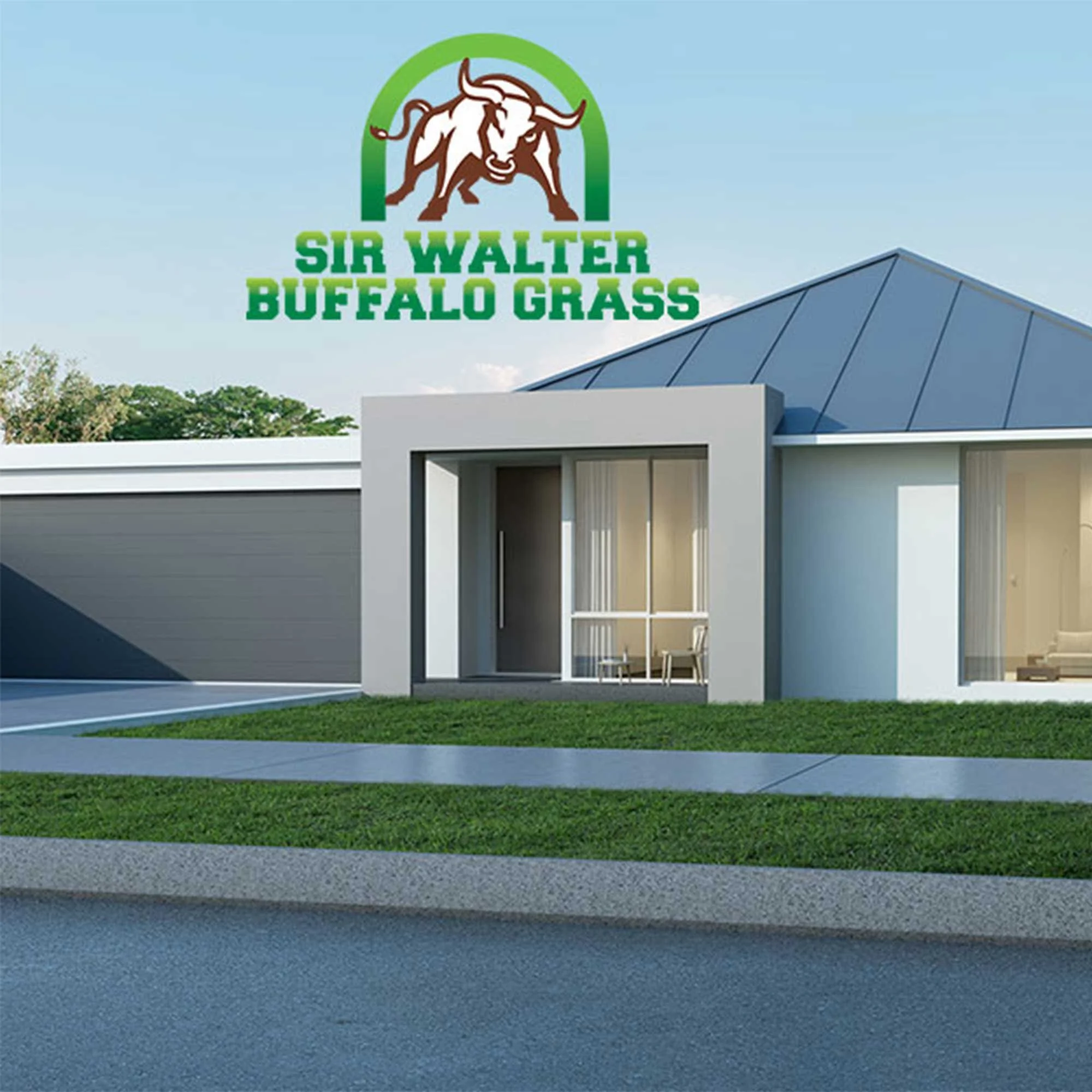 Buffalo Grass Varieties in Australia: Sir Walter and Sapphire Compared
