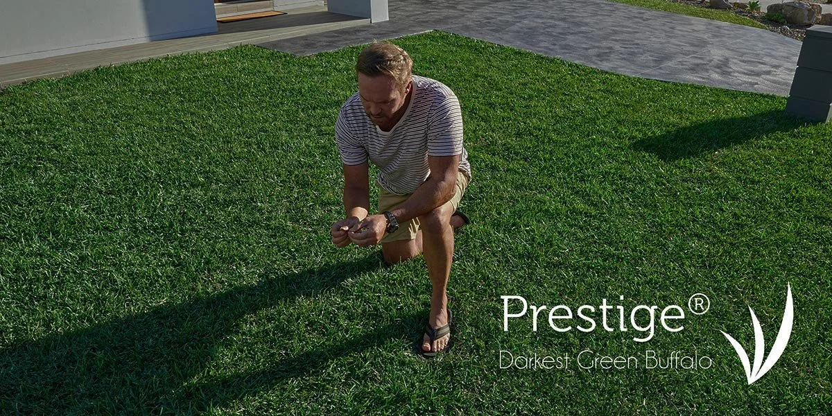 Prestige Darkest Green Buffalo Has Arrived!