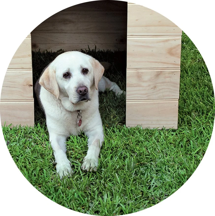 How cute is the Palmetto dog?