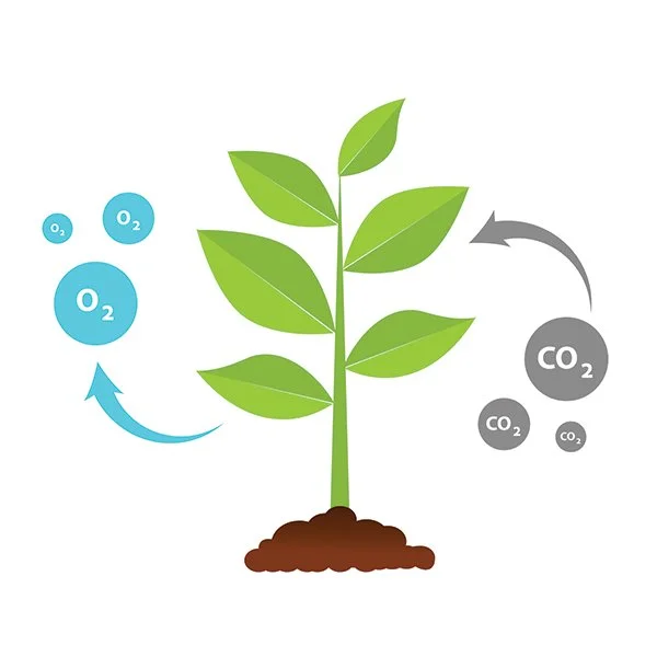 Turf Grass And Lawns Are Great For Your Environment