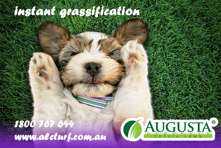 Augusta Zoysia Instant Turf ~ Instant Grassification
