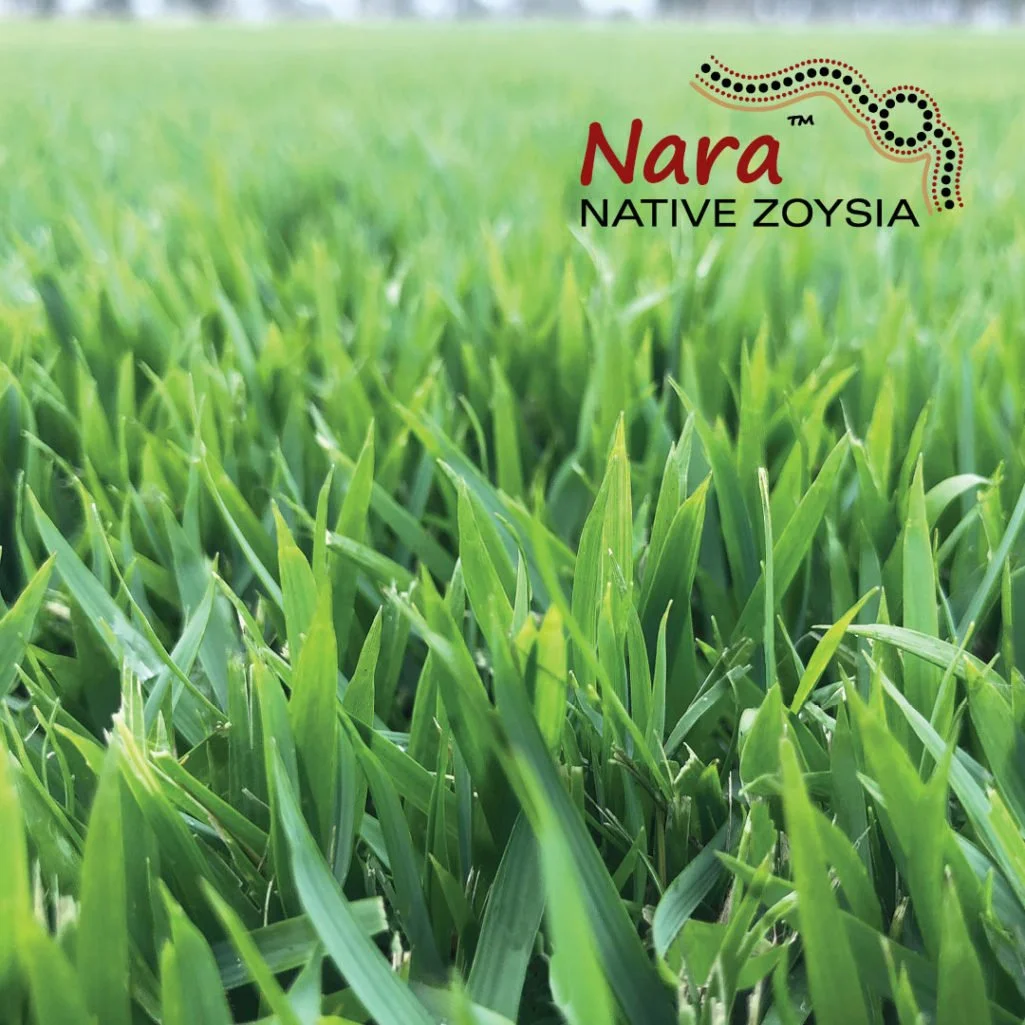 ***EXCITING NEWS*** Nara Native Zoysia Turf is now available