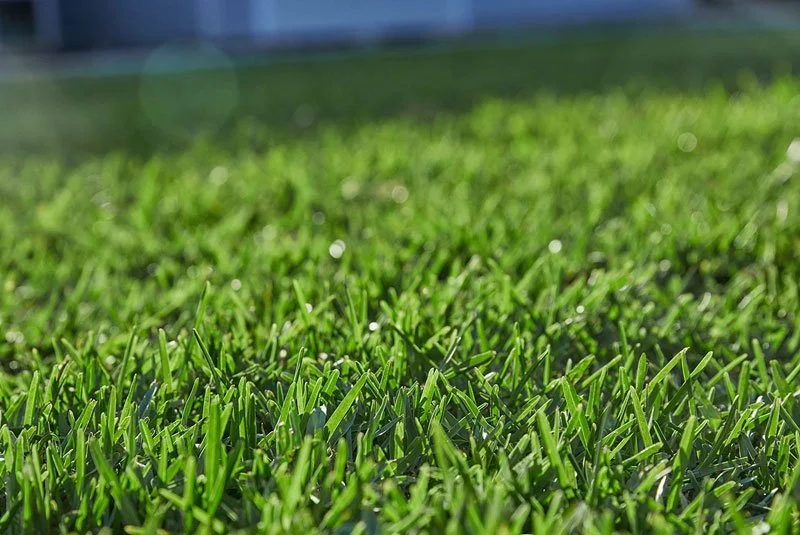 Sapphire Buffalo Turf - Get the softest of summer feelings underfoot.