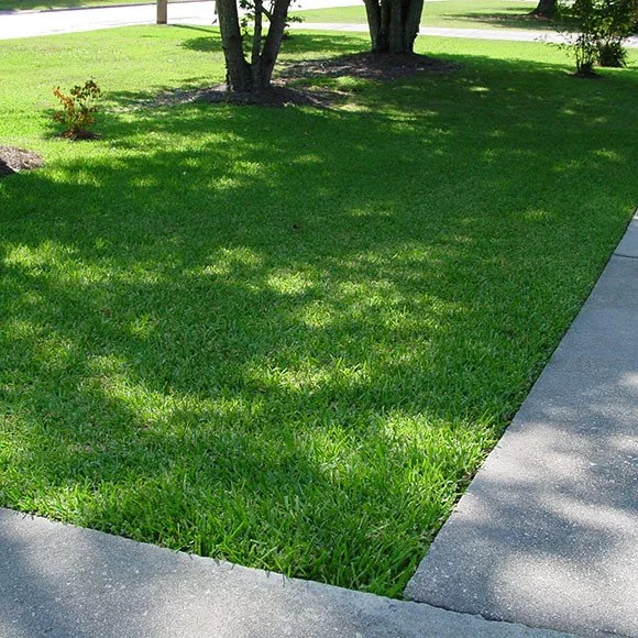 'Enjoy Your Lawn' everyday with the World's #1 Selling Buffalo lawn, Palmetto