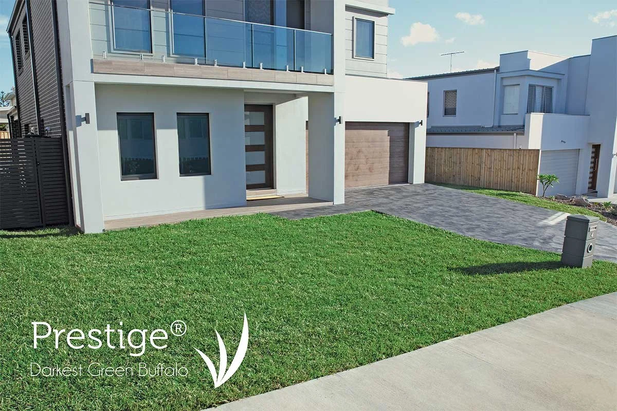 The Grass is Greener with NEW Prestige Buffalo Lawn!
