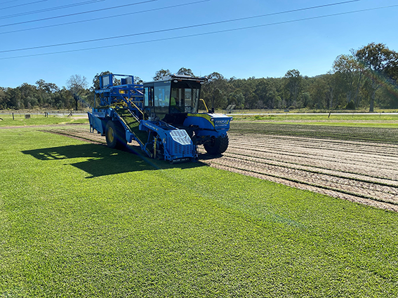 Watch Prestige Darkest Green Buffalo Grass Being Harvested Video at ALC Turf
