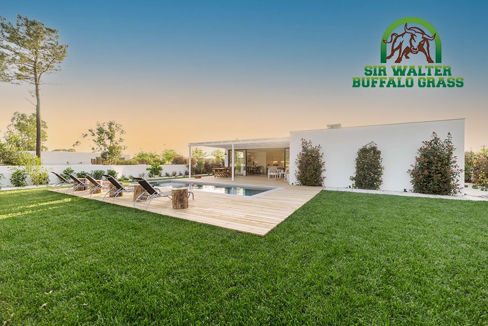 Sir Walter Buffalo Grass has a broad leaf and 70% shade tolerance