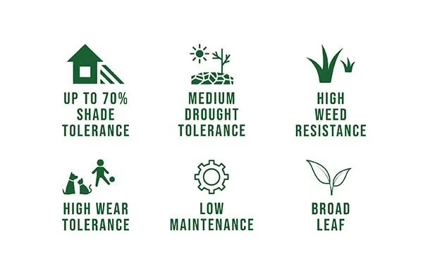 Prestige Buffalo has amazing features, its the next generation buffalo lawn.