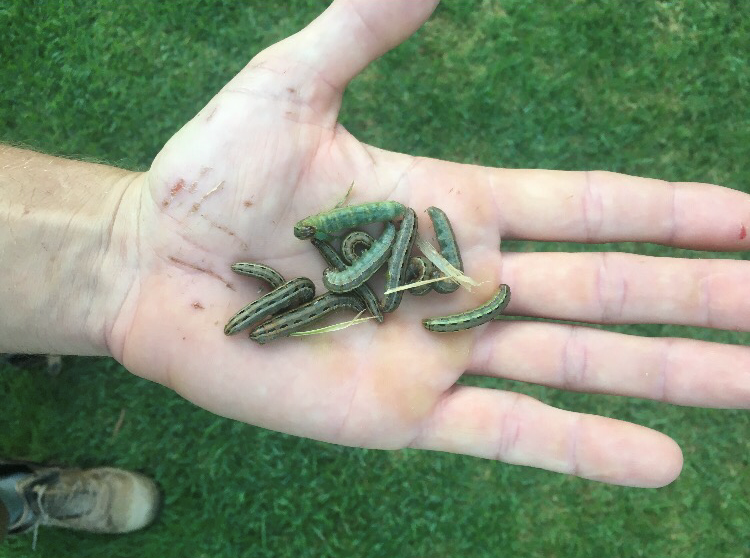 Lawn Grubs Spotted? Here's How to Protect Your Lawn With Acelepryn