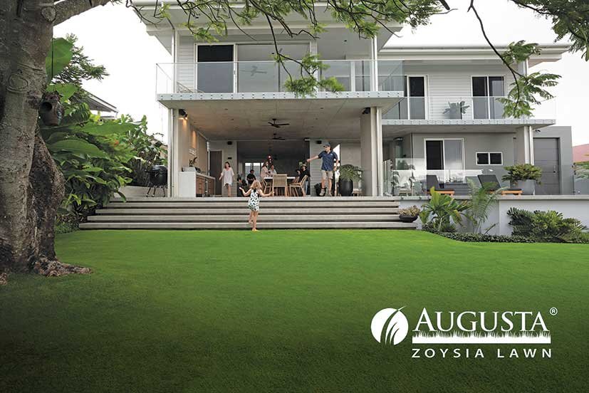 Augusta Zoysia - Ultimate Golf Course Pro Turf