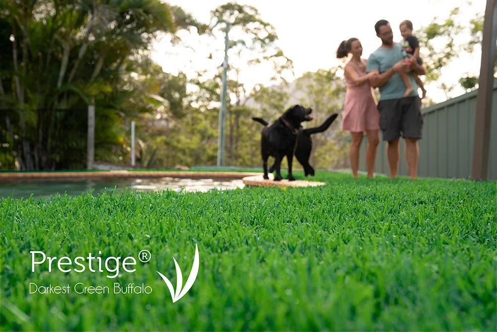 Prestige Darkest Green Buffalo Lawn New Video Guide