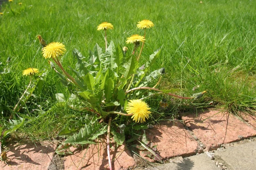 Know Your Weeds