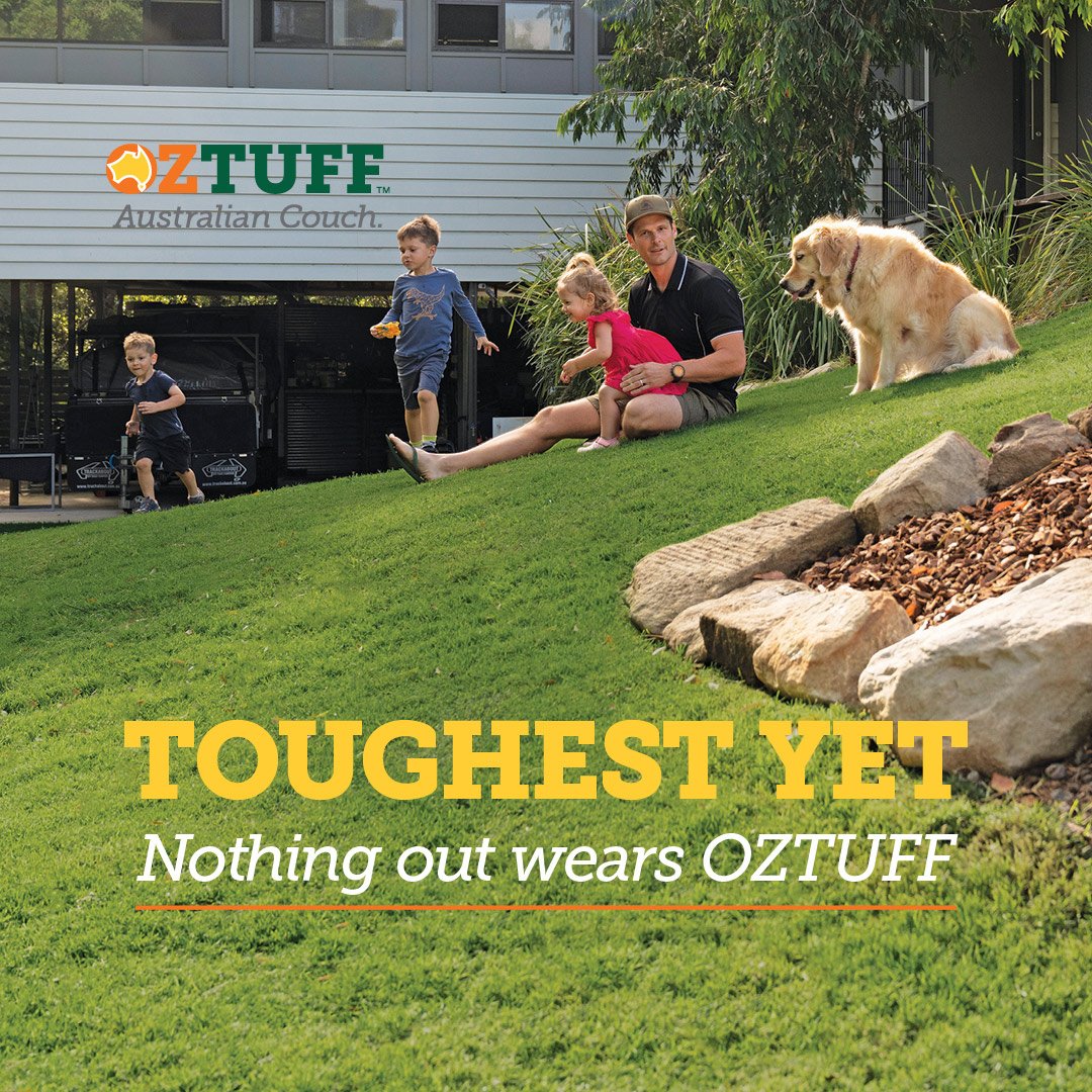 Need A Fine Leaf, Soft Yet Tuff Lawn For Full Sun Areas?