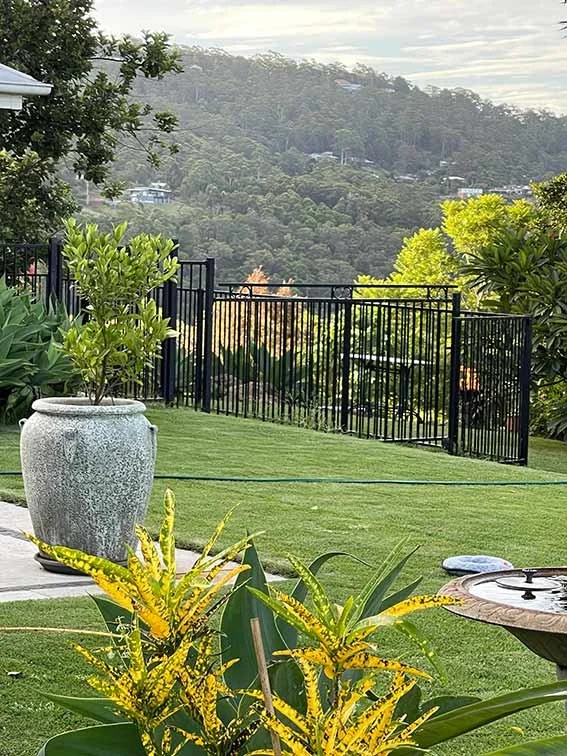 Empire Zoysia Lawn Up to 50% Shade Tolerance