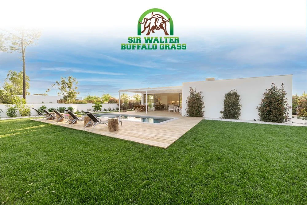 Lush and vibrant Sir Walter Buffalo Grass, the epitome of lawn perfection