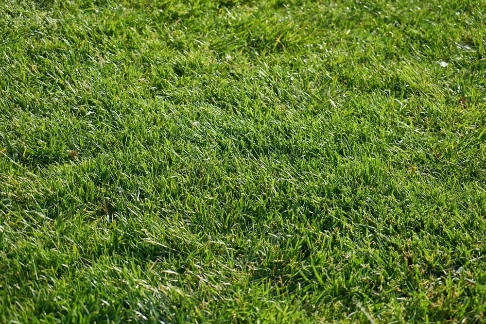 The Disadvantages of Artificial Grass for Residential Lawns (2026)