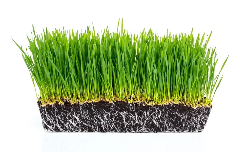 Wholesale Turf: Sourcing the Best Quality for Your Customers
