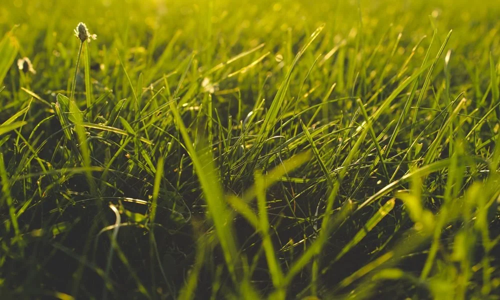 Advantages of IronCutter Elite Hybrid Bermudagrass