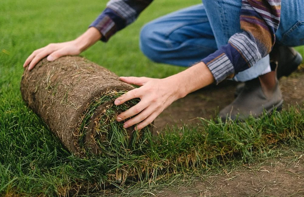 Australian Native Turf: Benefits and Maintenance