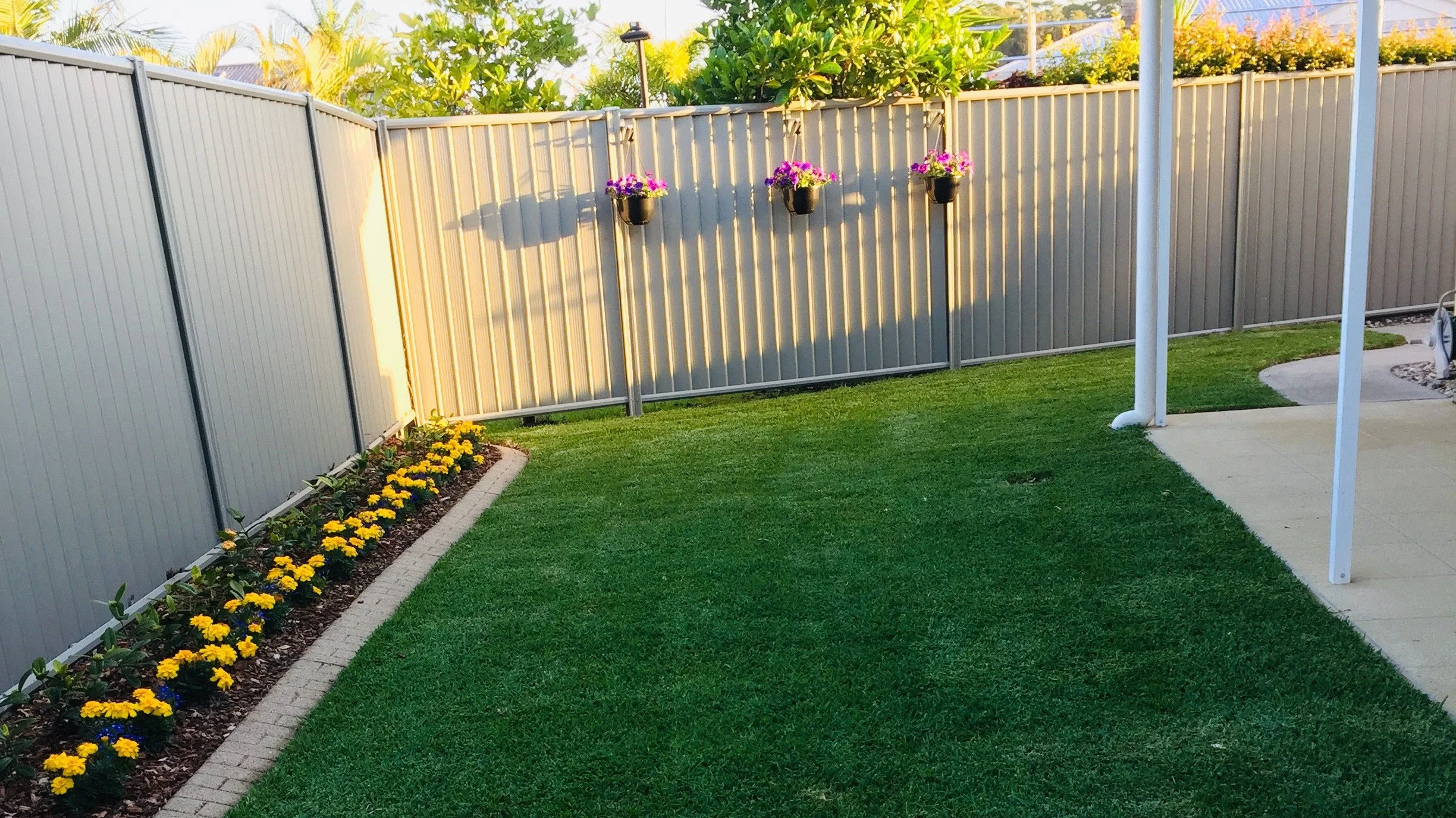 Introducing Sapphire Buffalo Lawn. Upgrade to the unparalleled elegance of a Sapphire Buffalo Lawn.