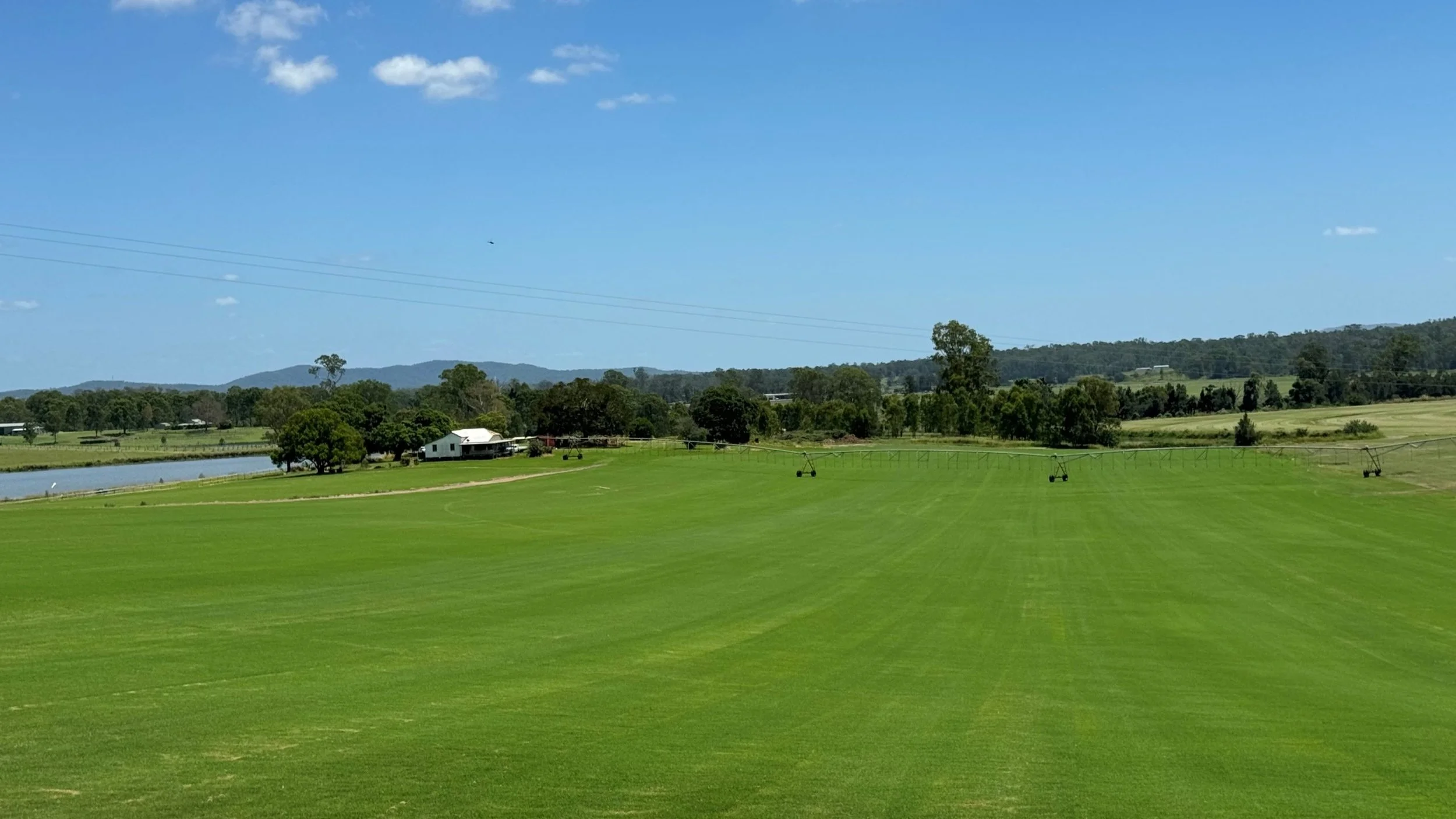 Wintergreen Couch: Complete Care and Buying Guide for Australian Lawns