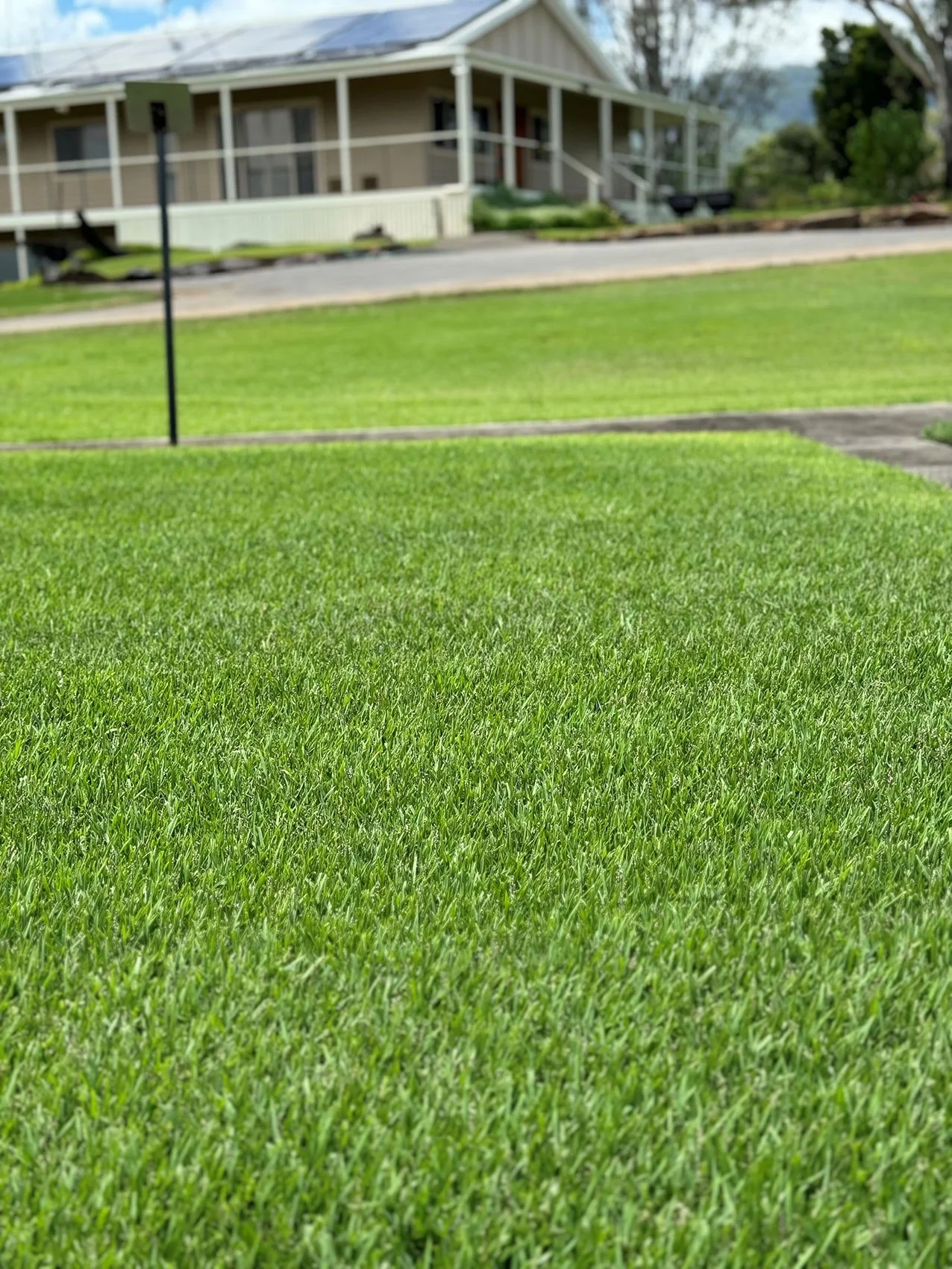 Empire Zoysia is slow growing, less mowing, less water, less fertiliser