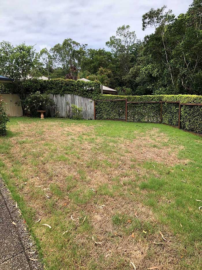 Signs of Grubs in Your Lawn and How to Treat Them
